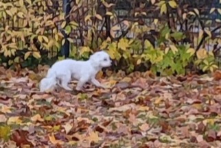 Fundmeldung Hund Unbekannt Berlin Deutschland Fundmeldung Hund Unbekannt Berlin Deutschland