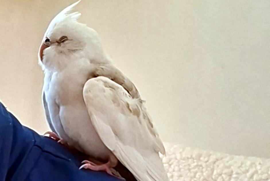 Fundmeldung Vogel Unbekannt Völklingen Deutschland